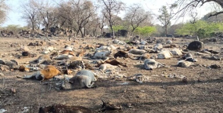गोवंश की लाशें मथुरा के पास धौरेरा जंगल मे मिली