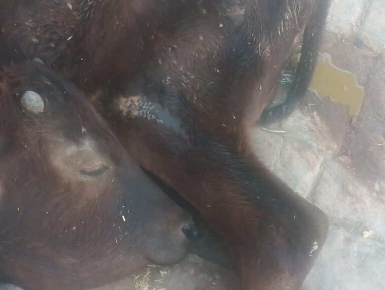 योगी सरकार  में 15 दिंनों से  तड़प रहे गोवंश की हुई दर्दनाक मृत्यु