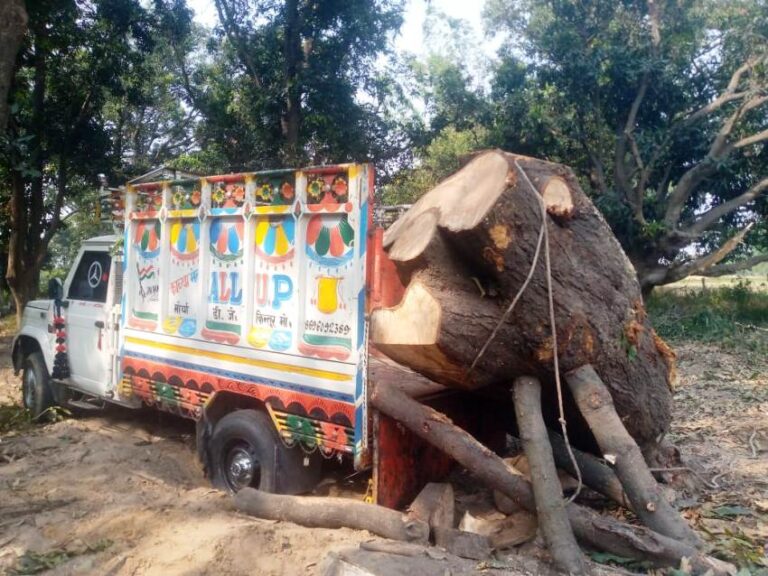 हरेभरे प्रतिबंधित देसी आम के पेड़ों पर धडल्ले से चल रहा आरा