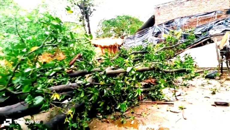तेज हवा से गिरा आम का पेड़ चपेट में आने से महिला गंभीर रूप घायल