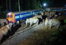 असम: राजधानी एक्सप्रेस ने हाथियों के झुंड को टक्कर मारी, 8 की मौत